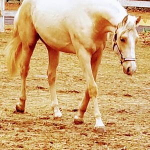 Meet your Posher, Donna